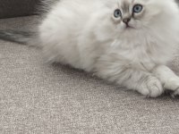 Yün Yumağı Çok Tatlı Chinchilla Yavrular
