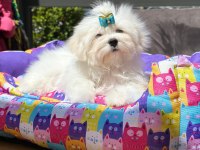 Kore Maltese