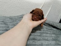 Kore toy poodle
