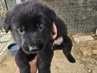 ANKARA - ORJİNAL German Shepherd Working Line