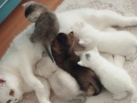 2 aydan küçük british shorthair yavrular
