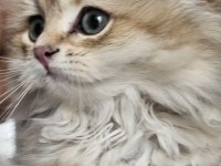 Safkan Anne ve babadan british golden longhair erkek