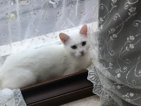 Yetişkin kedilerimizi sahiplendiriyoruz