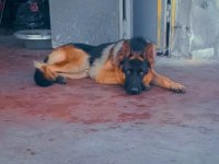 Safkan erkek alman çoban köpeği