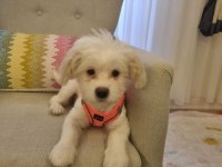 4 Aylık Aşılı Tuvalet Eğitimli Dişi Maltese Terrier
