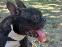 TUVALET EĞİTİMLİ SESSİZ SAKİN DİŞİ FRENCH BULLDOG KIZIMIZ