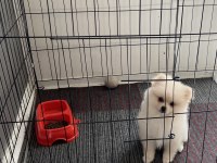 Köpeğimiz Hakkında Detaylar Görüşülür