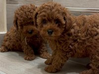 Mükemmel Güzellikteki Toy Poodle Yavrularımız