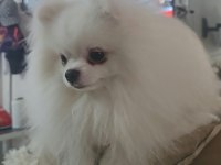 10 güne hazır kar beyaz yavru köpekler