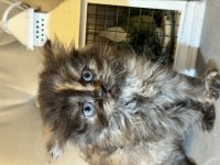 British longhair safkan dişi yavrular