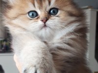 British longhair babası şecereli yavru