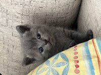Safkan British Shorthair Yavrular