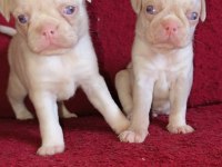 Egzotik Renk Pug Mops Yavruları