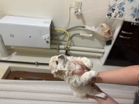 Minik beyaz pekinez köpeğim