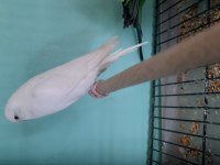 Albino kırmızı göz bilezikli sağlıklı sultan papağanı