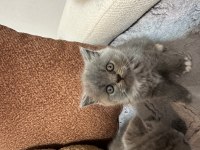 Bebek kedilerimize yeni yuva aranıyor