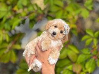 DAHA GÜZELİ OLMAYAN KORE MALTİPOO YAVRULARIMIZ