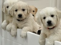 Evinizin neşesi golden retriever yavrular kapıda ödeme