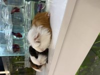 GİNEPİG YAVRULARI CİTYPETSHOP