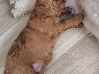 İLK DOĞUM İLK YAVRULAR POODLE