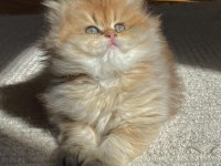 British longhair Ny11 Ny12 bebekler yeni ailelerini bekliyor