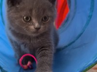 British shorthair sağlıklı yavrularımıza yeni yuva