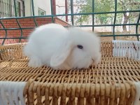 Hollanda teddy lop tavşan yavrular