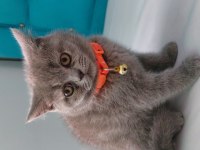 65 günlük scottish fold yavrular eğitimleri tam