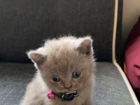 60 Günlük Scottish Fold