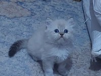 1 DİŞİ VE 1 ERKEK SON KALAN KEDİLER HAZIRLAR