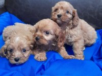 İNANILMAZ GÜZELLİKTE MALTİPOO YAVRULAR