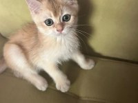 British shorthair