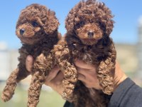 Wc eğitimli redbrown toy poodle yavrularımız
