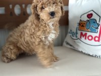 Petmode Köpek Çiftliğinde Wc Eğitimli Maltipoo