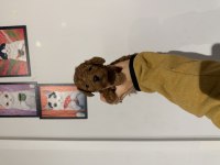 Poodle Kurabiyelerim yeni ailesini arıyor