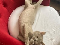 Acil satılık british shorthair