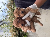 Antialerjik zeki oyuncu toy poodle