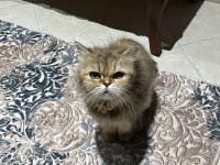 Dişi kedimizi sahiplendirme