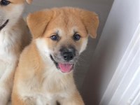 Akita inu 108 günlük