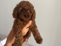 A kalite toy poodle
