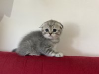 Ev Scottish Fold kızımızın 5 yavrusu yuvasını