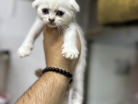 Sağlıklı WC eğitimli kedilerimiz