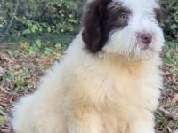 Chocolate pied aussiedoodle yavrumuz