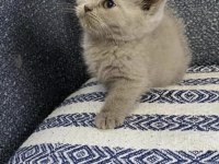 İki minik pati kedimiz