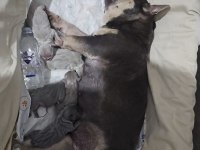 DÜNYALAR GÜZELİ KALİTELİ FRENCH BULLDOG YAVRULARIMIZ