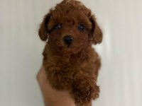 Kore kan red brown dişi ve erkek poodle yavrularımız