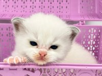 Şampiyon Anne Ve Babanın Safkan Ragdoll Bebekleri