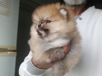 Orijinal Pomeranian Boo Köpeğimiz