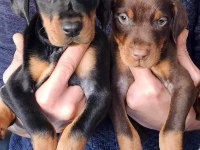 Safkan King Doberman Yavrular