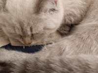 British longhair kedimiz 4 aylık olup dişidir